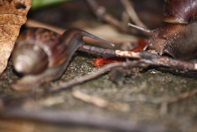 Other animals