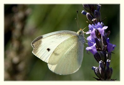 Small White