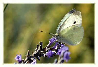 Small White