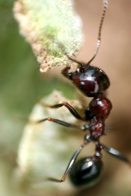 Ant