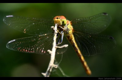 Dragonfly