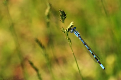 Blue Dragonfly