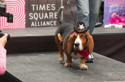 Street funny Dog Show at Times Sqare. New York (3).jpg