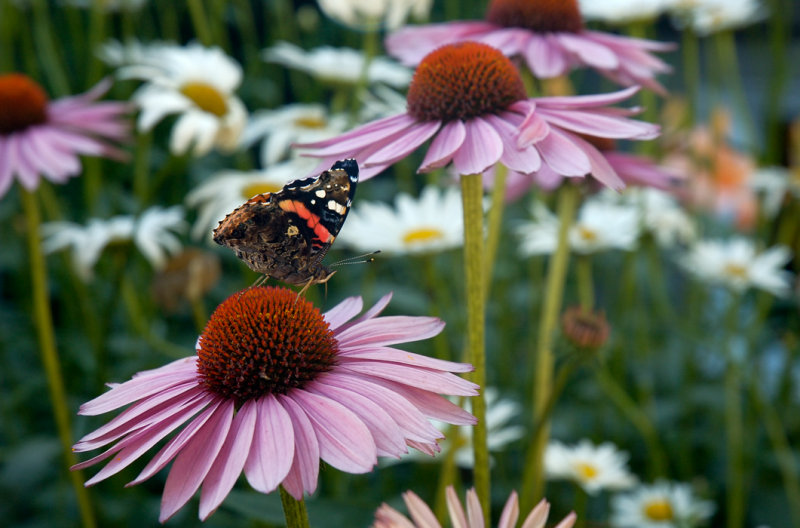 Summer beauty