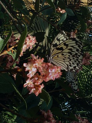 Papillons 01.jpg