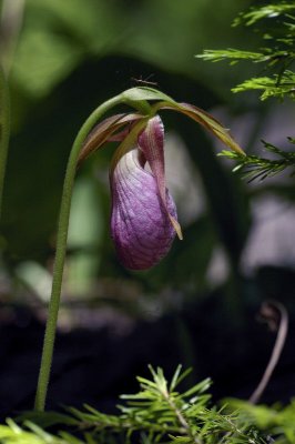 Lady slipper - Don't bug me!