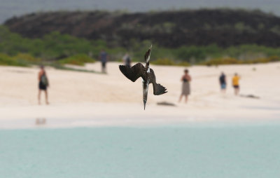 Blue-footed Booby (Sula nebouxii) 