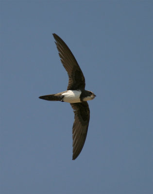 Alpine Swift - Apus melba