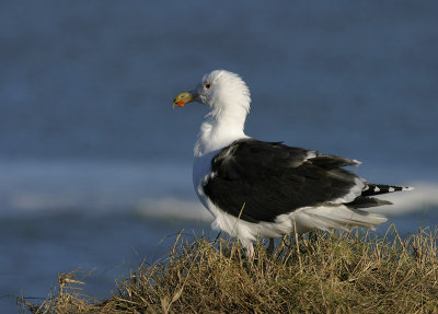  Great Black-backed Gull