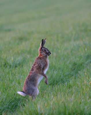 IMG_2211_1-Hare.jpg