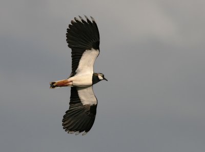 Northern Lapwing - Vanellus vanellus