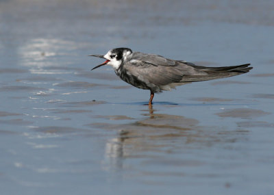 Black Tern - Chlidonias niger