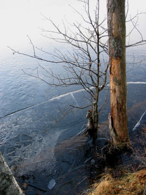 Puu rannalla