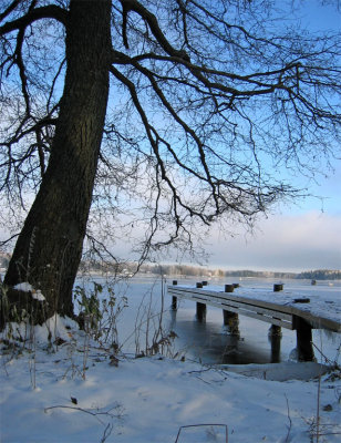 Komminselk