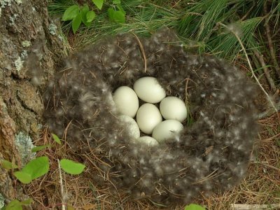 12-051907-N-0625 duck nest under pine tree.JPG
