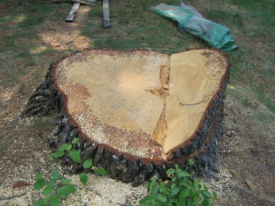 060207-C-0197 big stump.jpg
