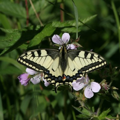 Papilionidae - Swallowtails