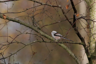 Long-tailed Tit, Aegithalos caudatus (Stjrtmes)