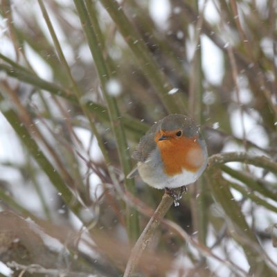 European Robin, Erithacus rubecula (Rdhake)