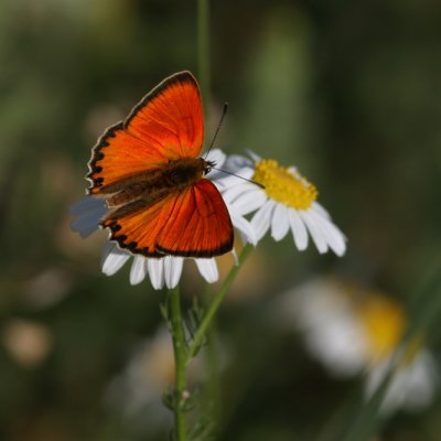 Scarce Copper, Lycaena virgaureae (Vitfläckig guldvinge)
