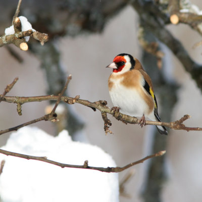 European Goldfinch, Carduelis carduelis (Steglits)