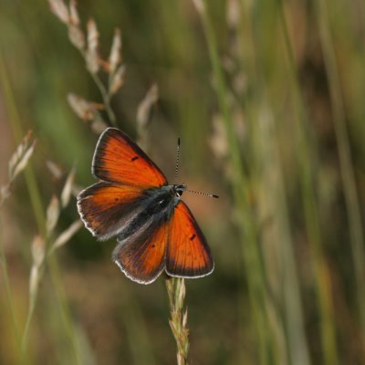 Purple-edged Copper, Lyacaena hippothoe (Violettkantad Guldvinge)