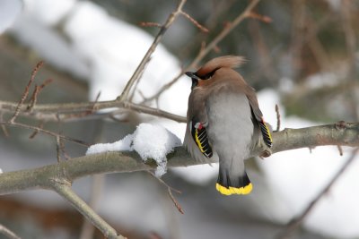 Bohemian Waxwing, Bombycilla garrulus (Sidensvans)