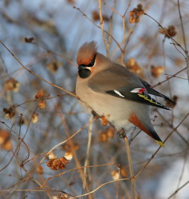 Bohemian Waxwing, Bombycilla garrulus (Sidensvans)