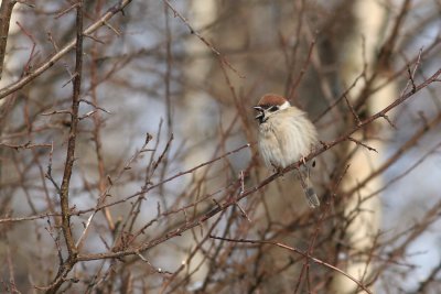 Tree Sparrow, Parus montanus (Pilfink)
