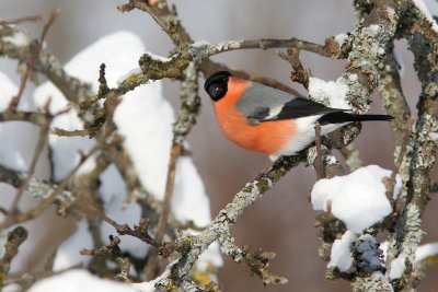 European Bullfinch, Pyrrhula pyrrhula (Domherre)