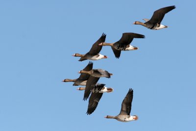 Greater White-fronted Goose, Anser  albifrons (Blsgs)
