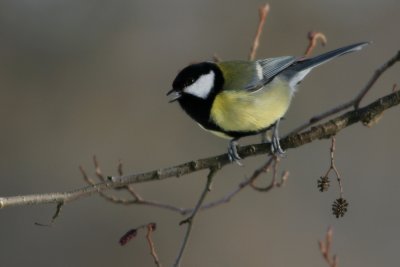 Great Tit, Parus major (Talgoxe)