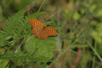 Silver-washed Fritillary, Argynnis paphia (Silverstreckad pärlemorfjäril)
