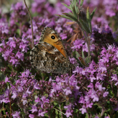 Grayling (Sandgräsfjäril) Hipparchia semele