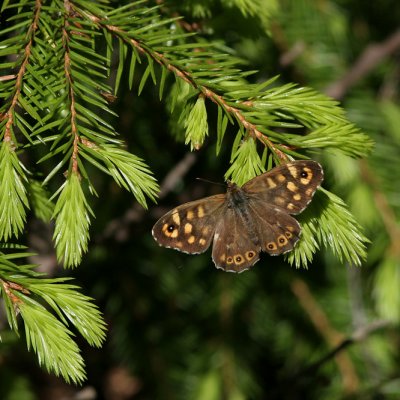 Speckled Wood (Kvickgräsfjäril) Pararge aegeria tircis