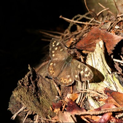 Speckled Wood (Kvickgräsfjäril) Pararge aegeria tircis