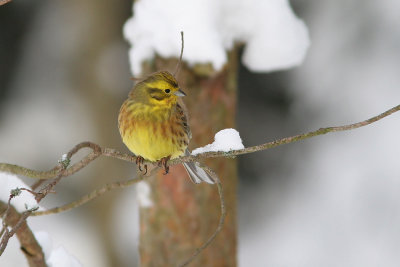Yellowhammer, Emberiza citrinella (Gulsparv)