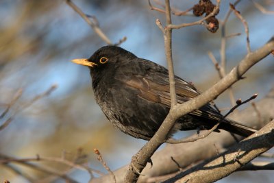 Blackbird, Turdus merula (Koltrast)