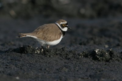 Little Ringed Plover, Charadrius dubius (Mindre strandpipare)
