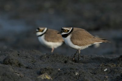 Little Ringed Plover, Charadrius dubius (Mindre strandpipare)
