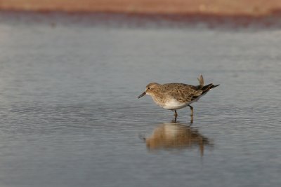 Temminck´s Stint, Calidris temminckii (Mosnäppa)