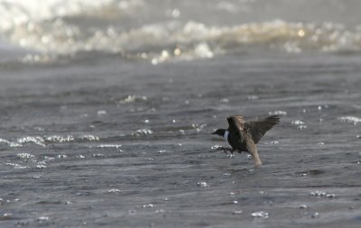 White-throated Dipper, Cinclus cinclus (Strmstare)