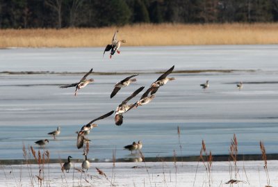 Greater White-fronted Goose, Anser albifrons (Blsgs)