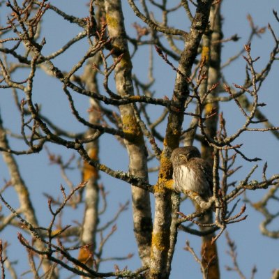 Eurasian Pygmy Owl, Glaucidium passerinum (Sparvuggla)