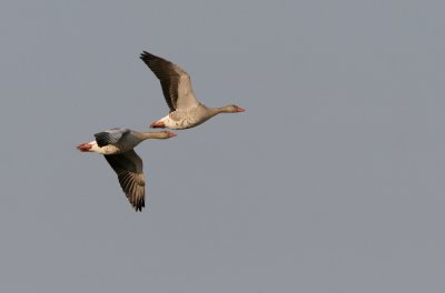 Greylag Goose, Anser anser (Grgs)