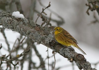 Yellowhammer, Emberiza citrinella (Gulsparv)