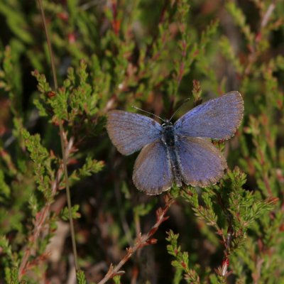 Silver-studded Blue, Plebejus argus (Ljungblvinge)