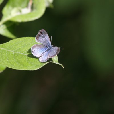 Holly Blue, Celastrina argiolus (Tosteblvinge)