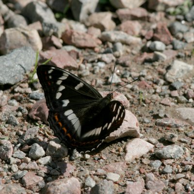 Poplar Admiral (Aspfjäril) Limenitis populi