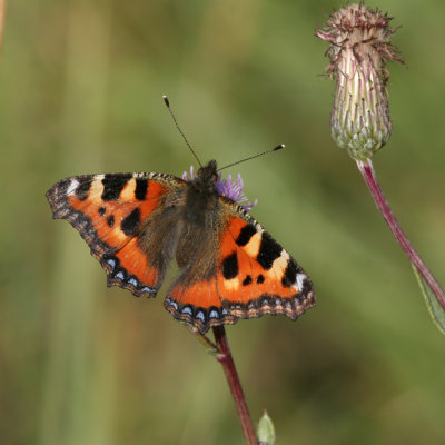 Small tortoiseshell, Aglais urticae (Nässelfjäril)